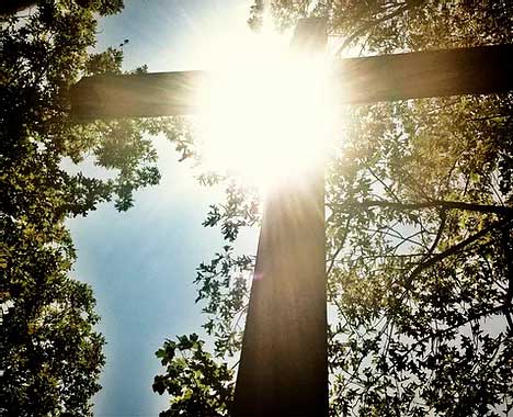 cruz dentro de un bosque iluminada por el sol
